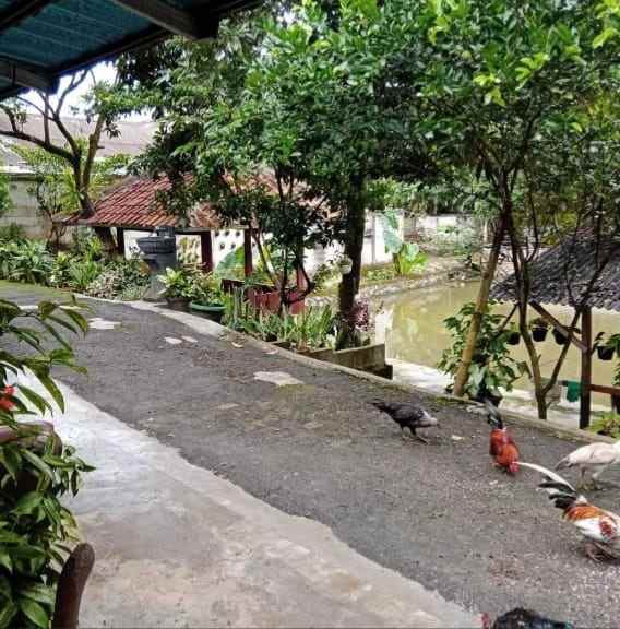 dijual tanah ada kolam ikan rancabungur bogor