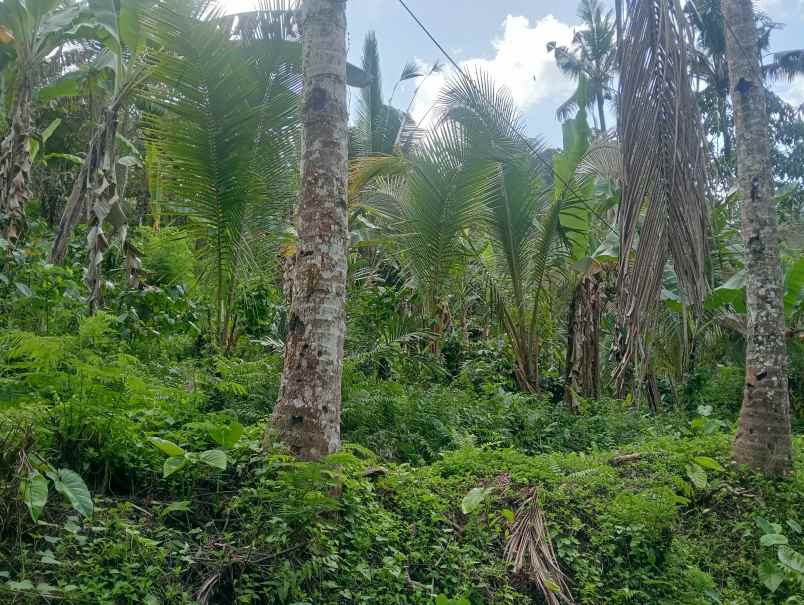 dijual tanah bajra utara kec selemadeg