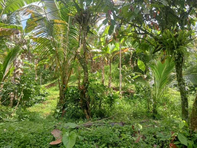 dijual tanah bajra utara kec selemadeg