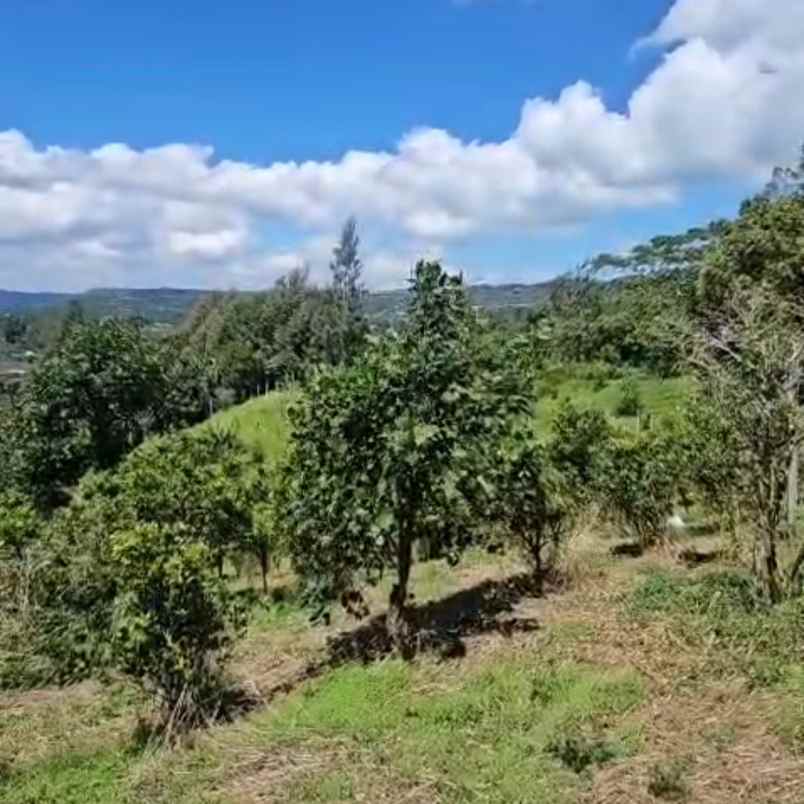 dijual tanah buluh indah