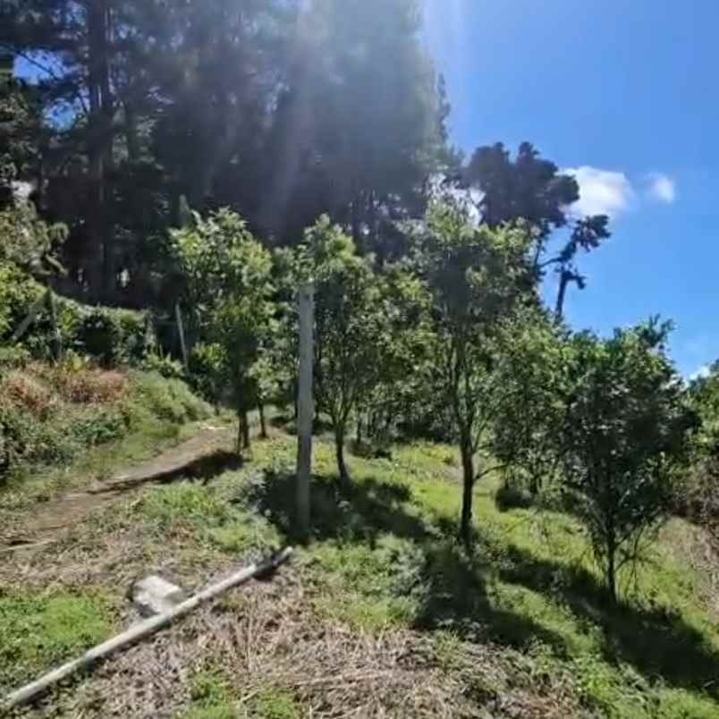 dijual tanah buluh indah