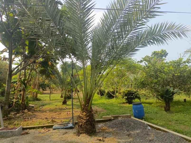 dijual tanah ciracas kiarapedes