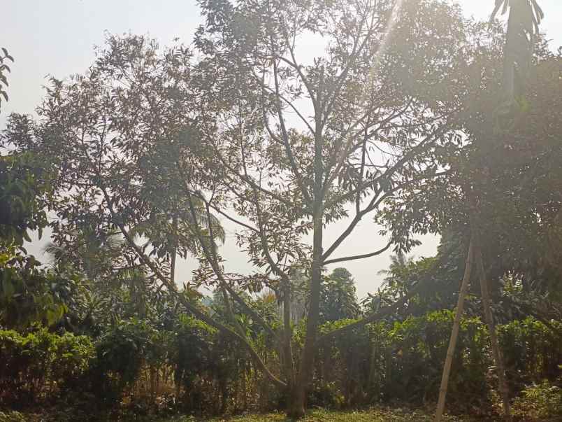 dijual tanah ciracas kiarapedes