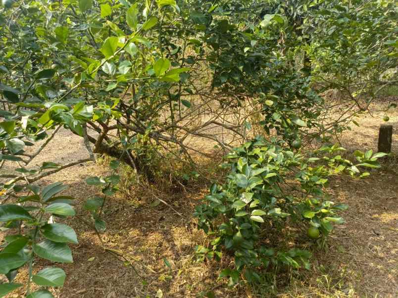 dijual tanah ciracas kiarapedes