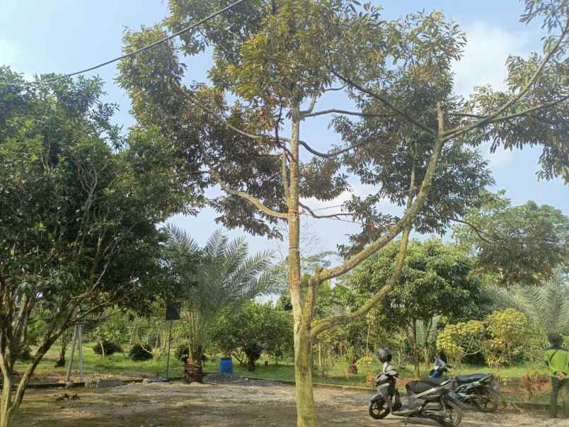 dijual tanah ciracas kiarapedes