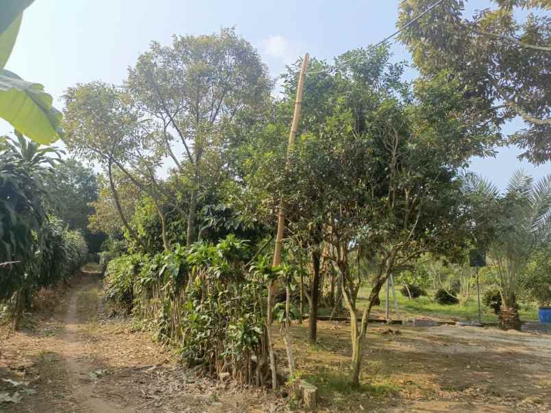 dijual tanah ciracas kiarapedes