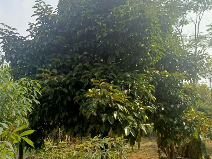 dijual tanah ciracas kiarapedes