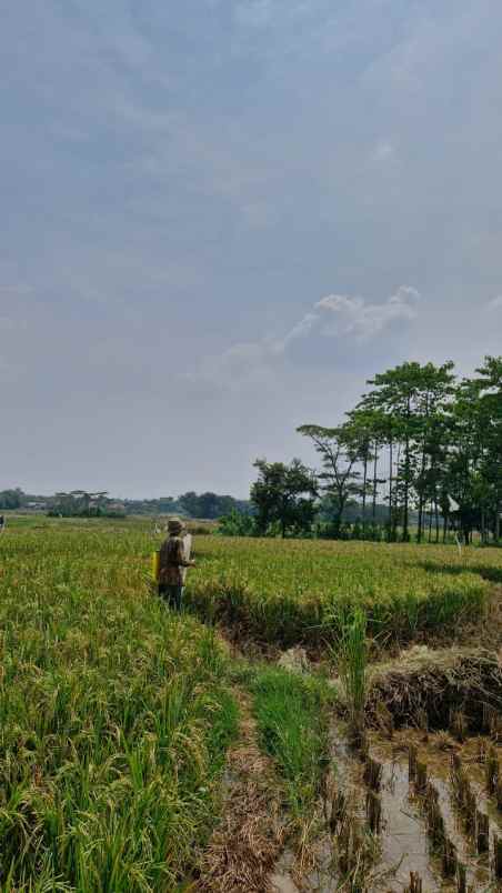 dijual tanah desa cilangkara rt 07 rw