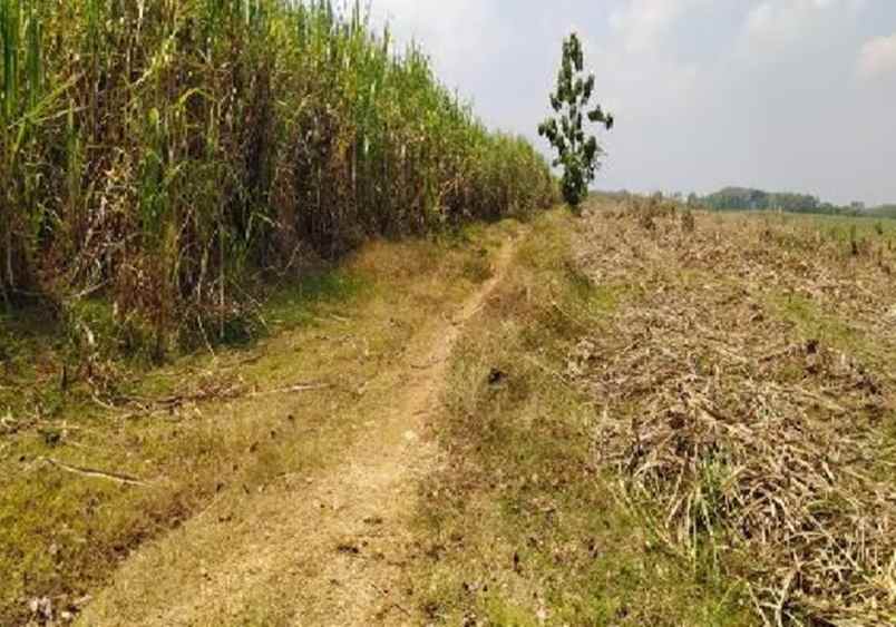 dijual tanah desa rejosari kec