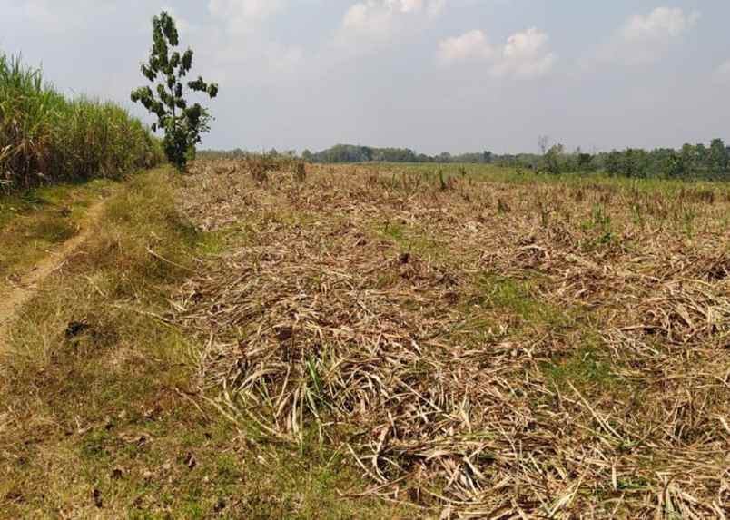 dijual tanah desa rejosari kec