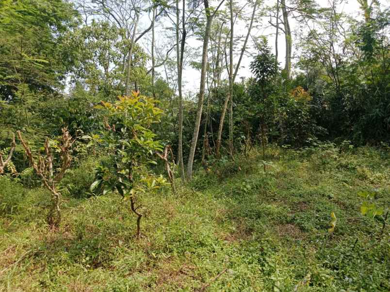dijual tanah di nganggring girikerto turi sleman