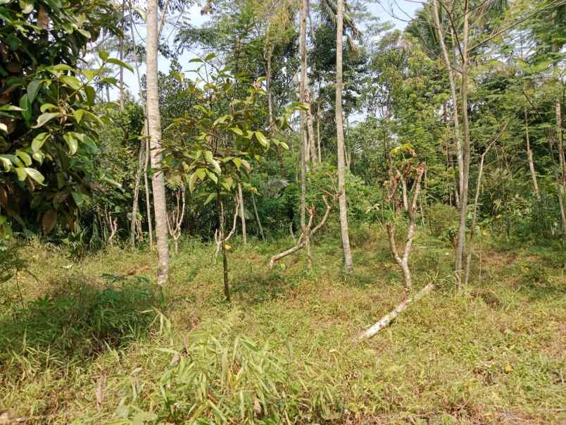 dijual tanah di nganggring girikerto turi sleman