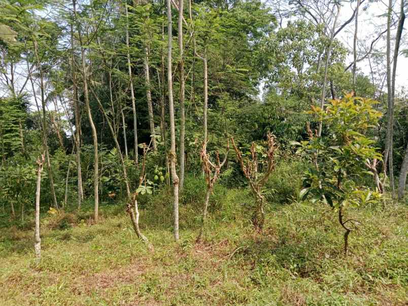 dijual tanah di nganggring girikerto turi sleman