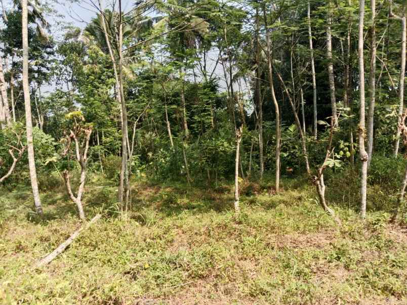 dijual tanah di nganggring girikerto turi sleman