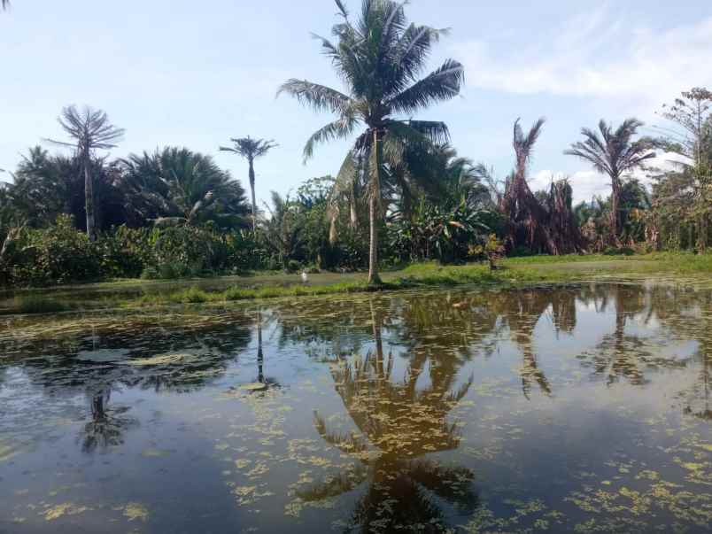 dijual tanah dijual tanah di desa tulo