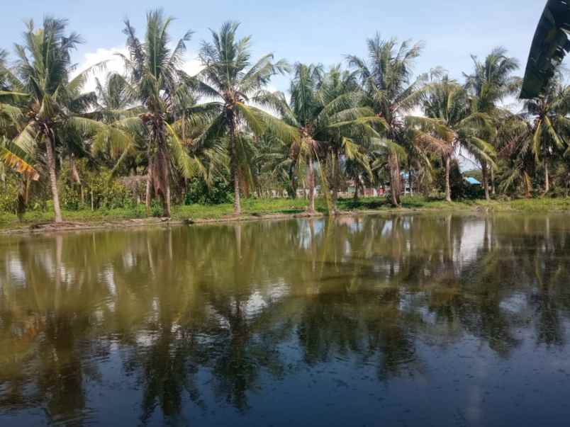 dijual tanah dijual tanah di desa tulo