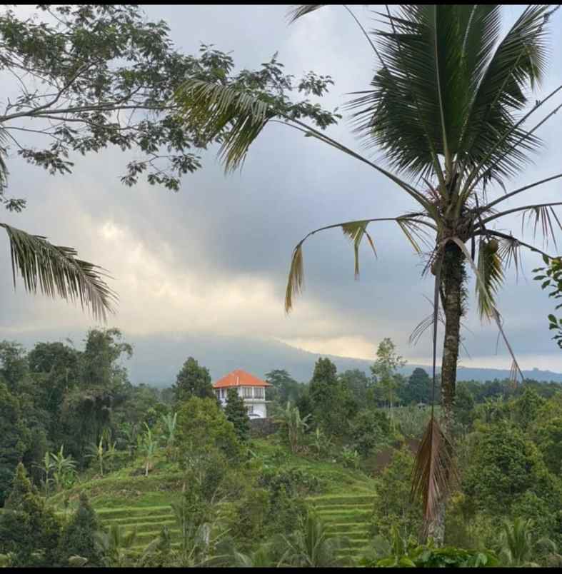 Dijual Tanah View Sawah Terasering Di Jatiluwih Penebel Tabanan Bali