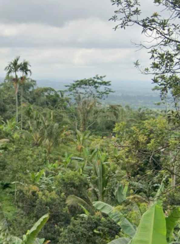 dijual tanah jatiluwih tabanan bali