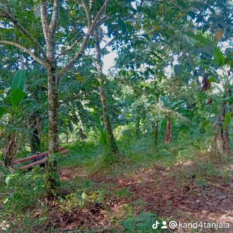 dijual tanah kebun dgn luas 14 000m