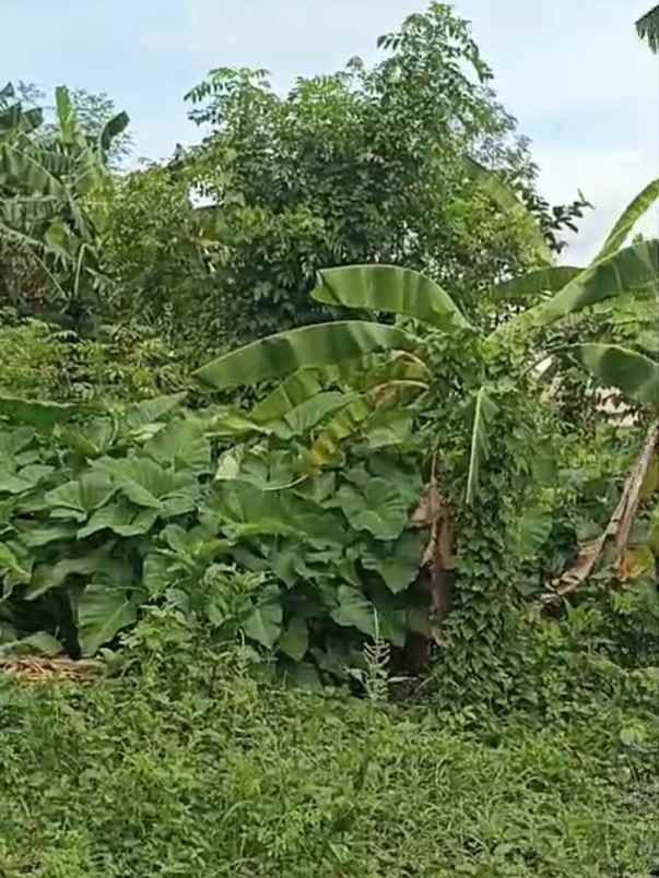 dijual tanah padonan betaka