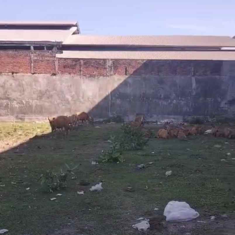 dijual tanah pemecutan kelod