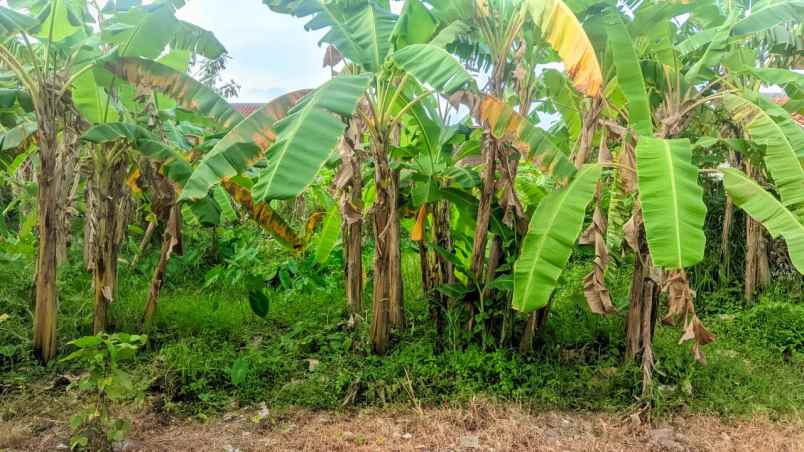 jual tanah butuh cepat