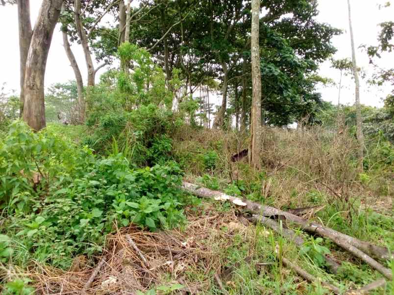 jual tanah murah di daerah majalengka