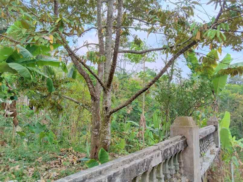 kebun durian 900m2 175 juta jenawi karanganyar