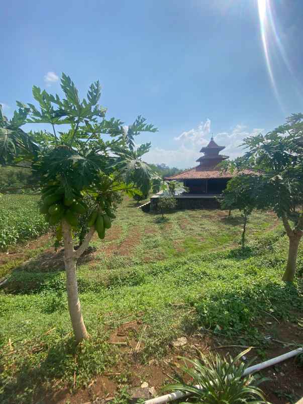 lahan ples kasebo cocok buat kf kebun