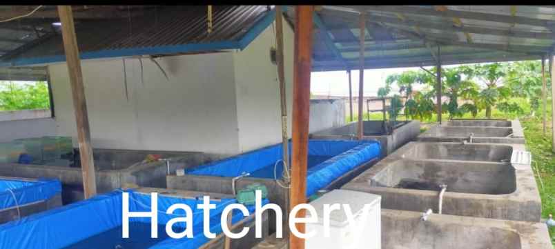 pabrik seafood siap pakai di takalar sulawesi selatan
