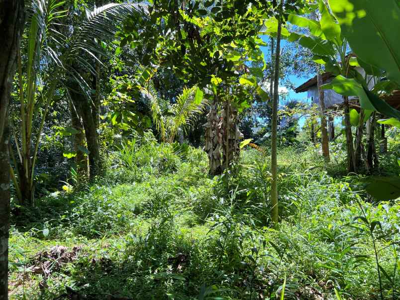 tanah 1748m hanya 175 juta mojogedang karanganyar