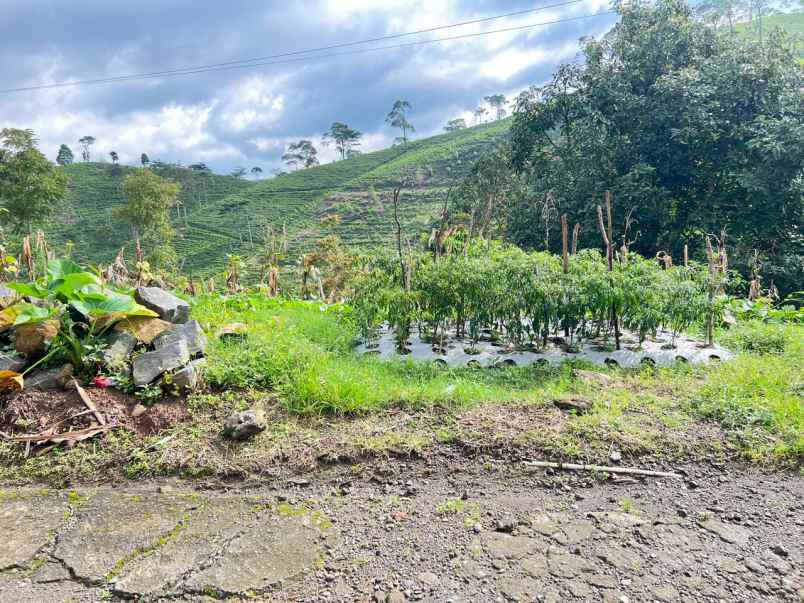 tanah 350jt view hamparan kebun teh kemuning