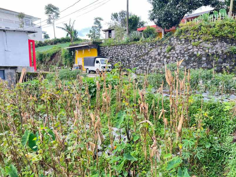 tanah 350jt view hamparan kebun teh kemuning