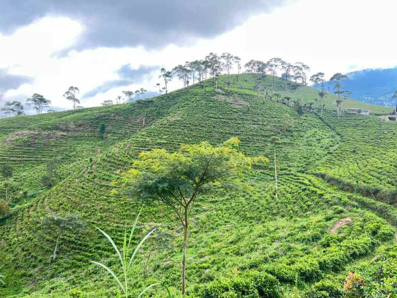 tanah 350jt view hamparan kebun teh kemuning