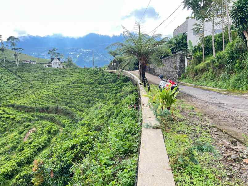 tanah 350jt view hamparan kebun teh kemuning