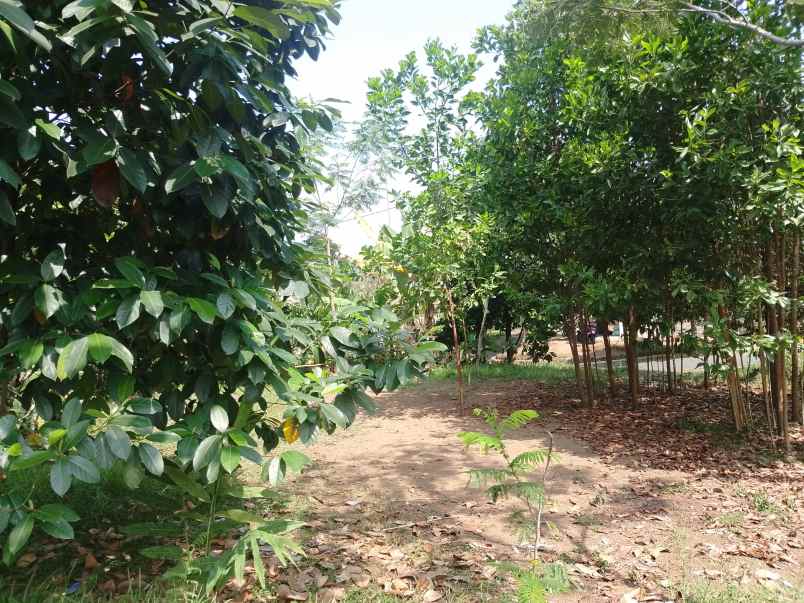 tanah daerah ciater subang jawa barat