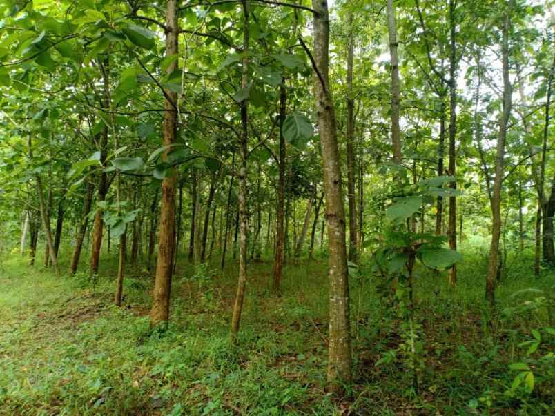 tanah desa kerjo karanganyar