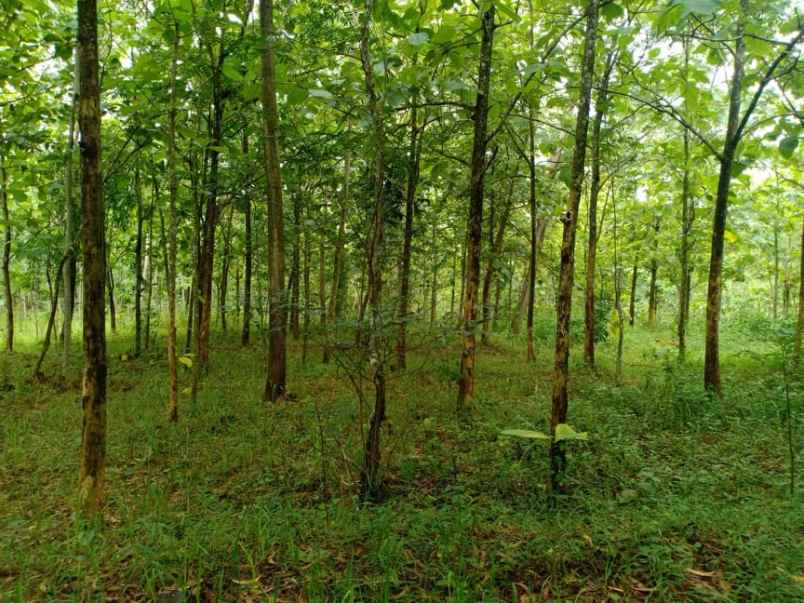 tanah desa kerjo karanganyar