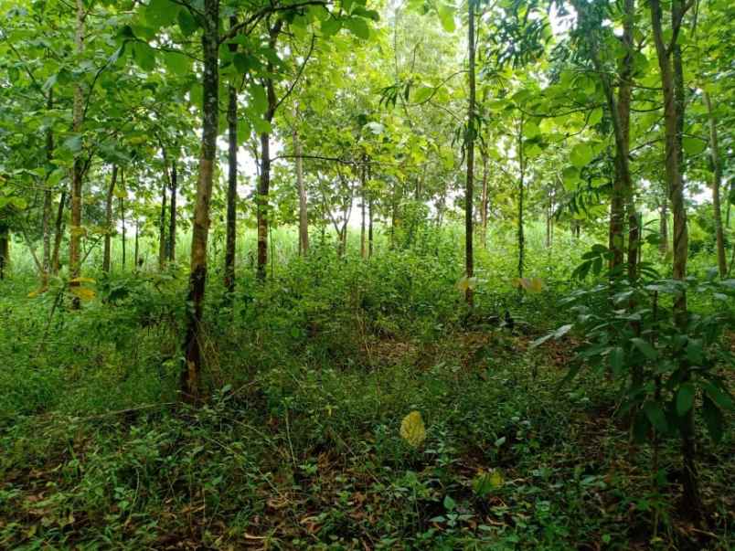 tanah desa kerjo karanganyar