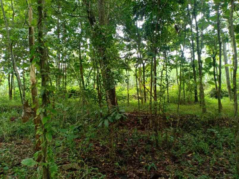 tanah desa kerjo karanganyar