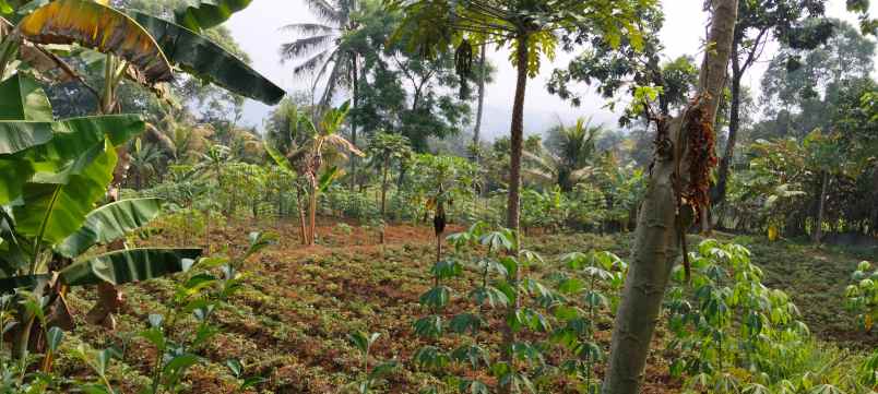 tanah kavling di megamendung puncak 1 065 m 3 453 m