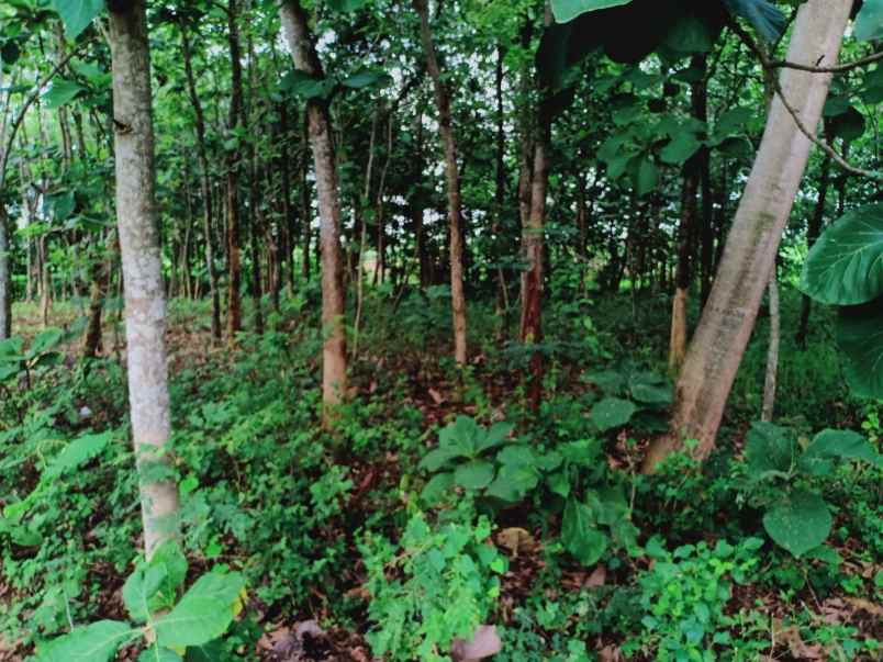 tanah kerjo karanganyar