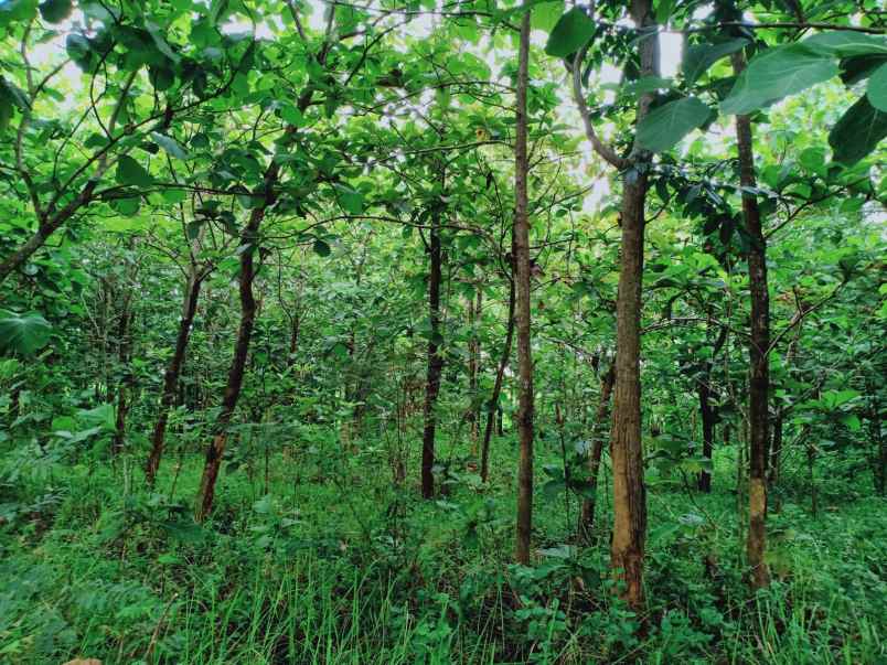 tanah kerjo karanganyar