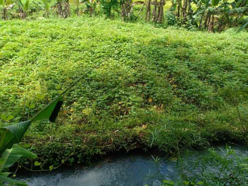 tanah kerjo karanganyar jawa