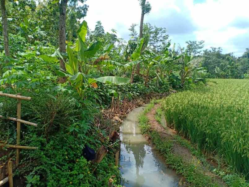 tanah kerjo karanganyar jawa