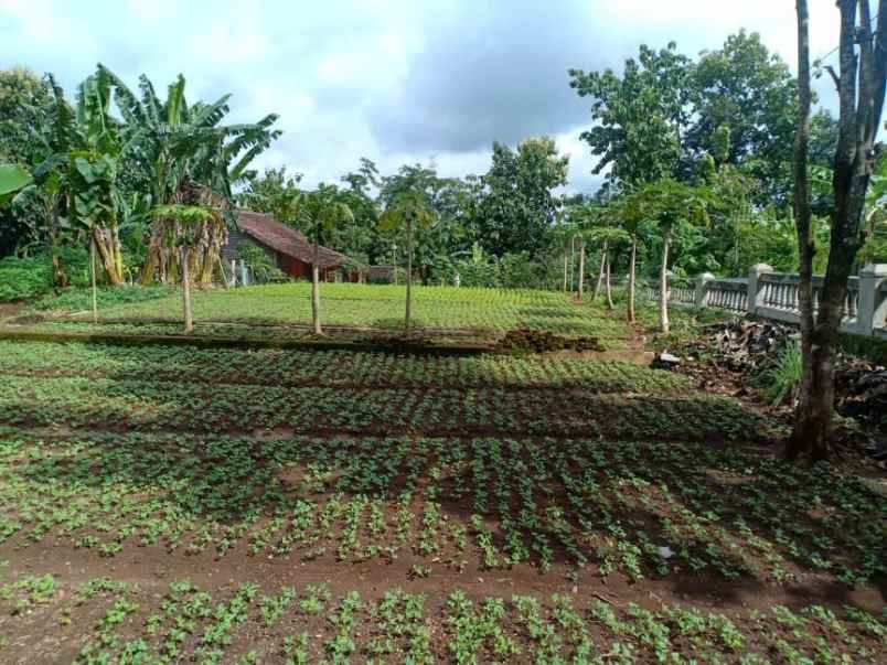 tanah kerjo karanganyar telp wa