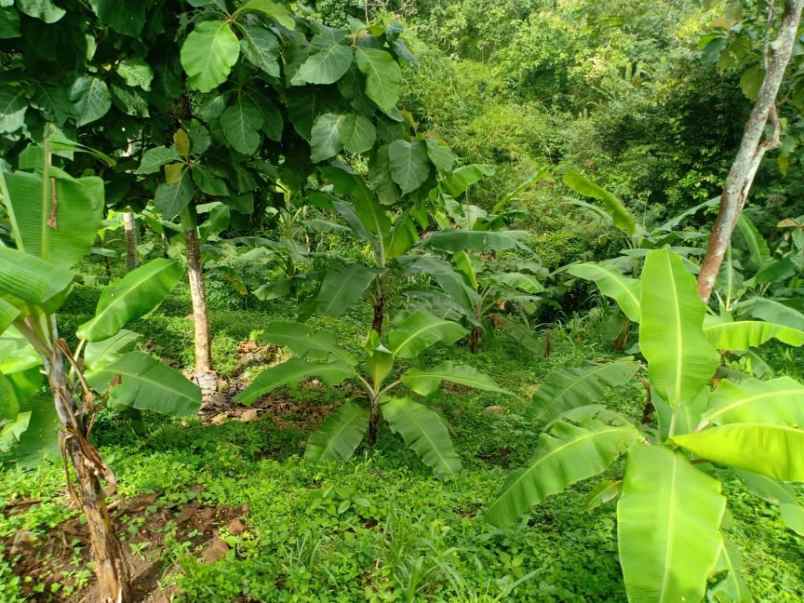 tanah kerjo karanganyar telp wa