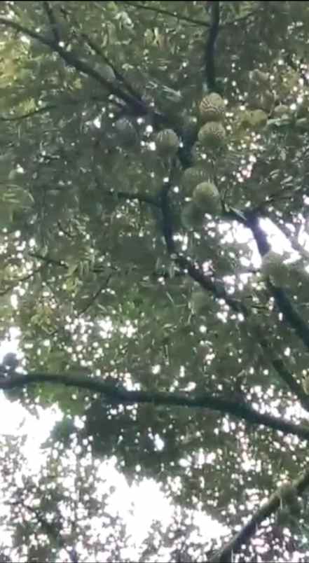 tanah murah kebun durian buah cigudeg bogor