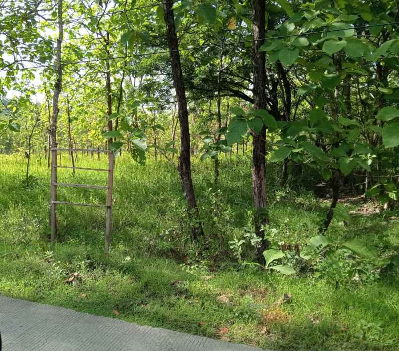 tanah murah siap buat usaha