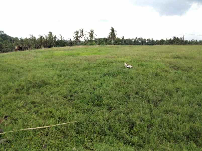 tanah selemadeg tabanan bali